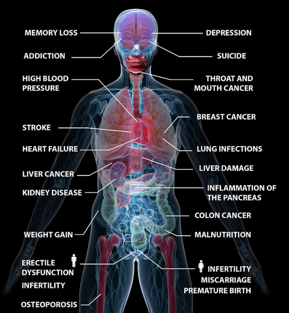 Damaging Effects Alcohol has on Body | Cassiobury Court