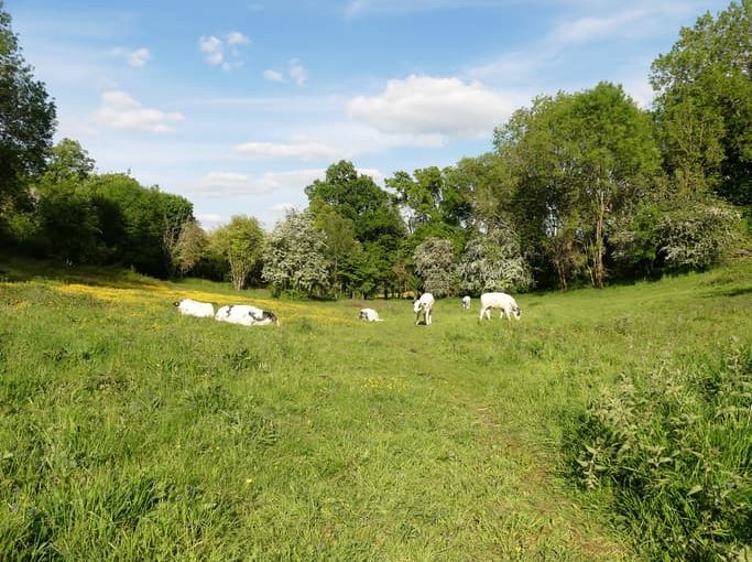three rivers field