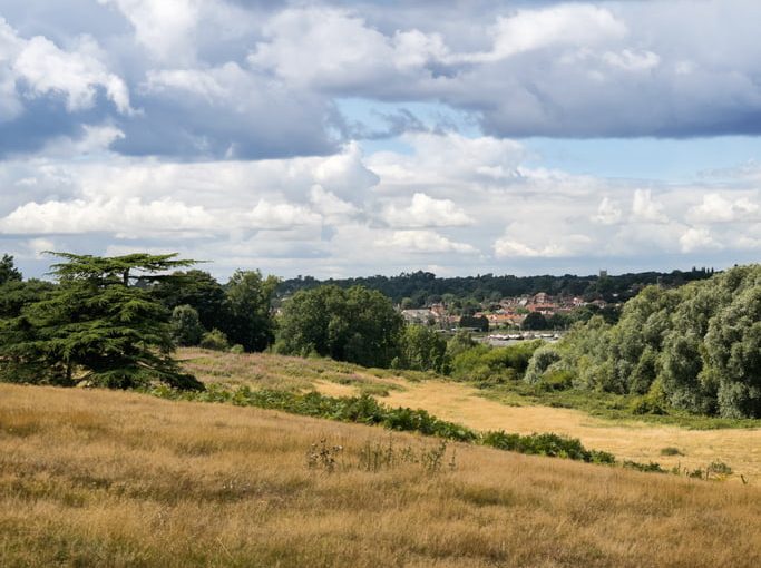 forest heath hills